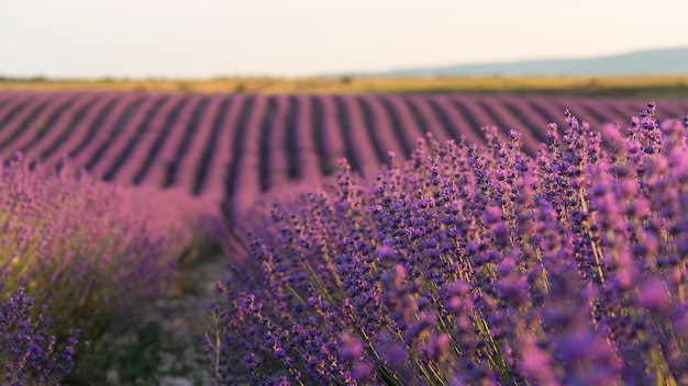 Hermosas plantas de lavanda alto ángulo