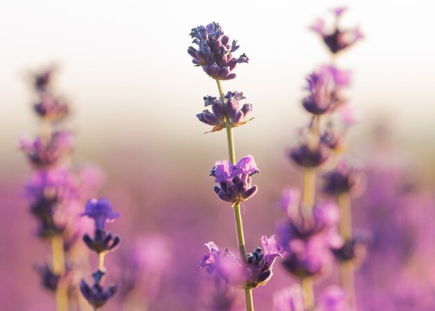 Hermosas plantas de lavanda borrosas