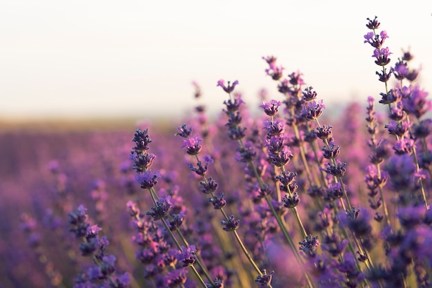 Hermosas plantas de lavanda borrosas