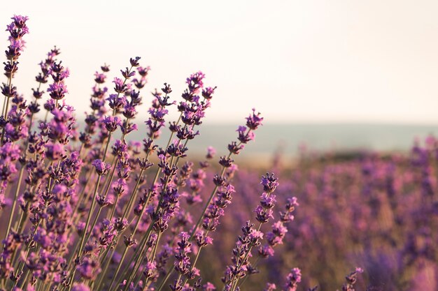 Hermosas plantas de lavanda con fondo borroso