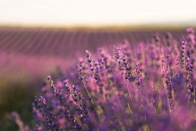 Hermosas plantas de lavanda morada