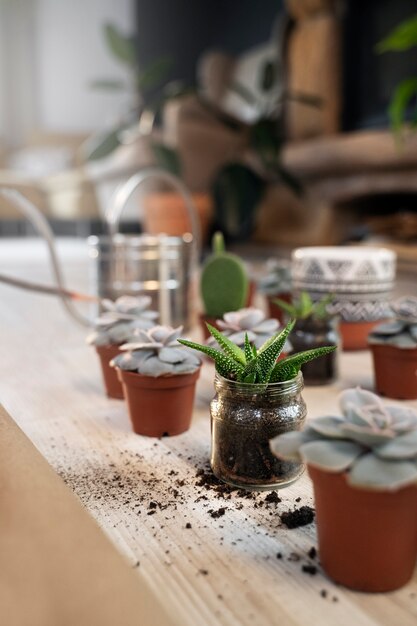 Hermosas plantas en maceta de alto ángulo