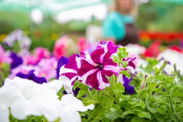 Hermosas plantas de petunia en flor en macetas