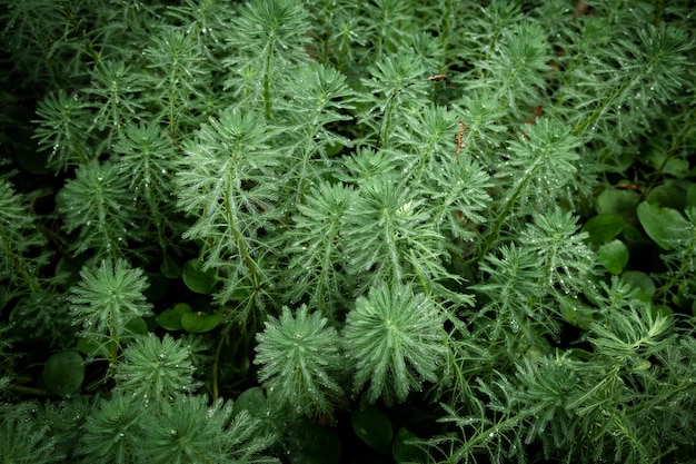 Hermosas plantas verdes