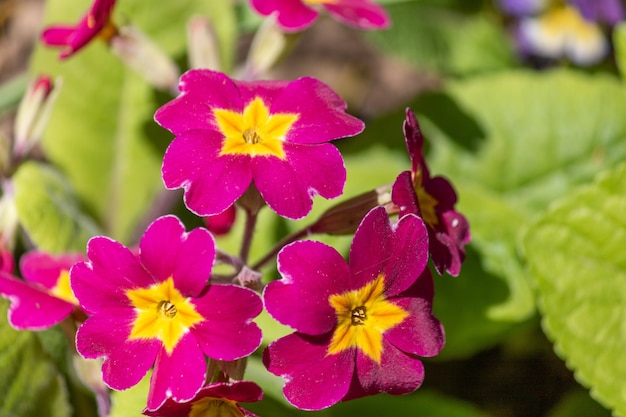 Hermosas prímulas de color amarillo y fucsia en un cálido día soleado