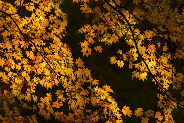 Hermosas ramas amarillas otoñales de un árbol