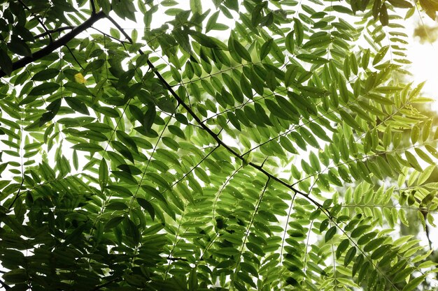 Hermosas ramas de los árboles en la luz del sol