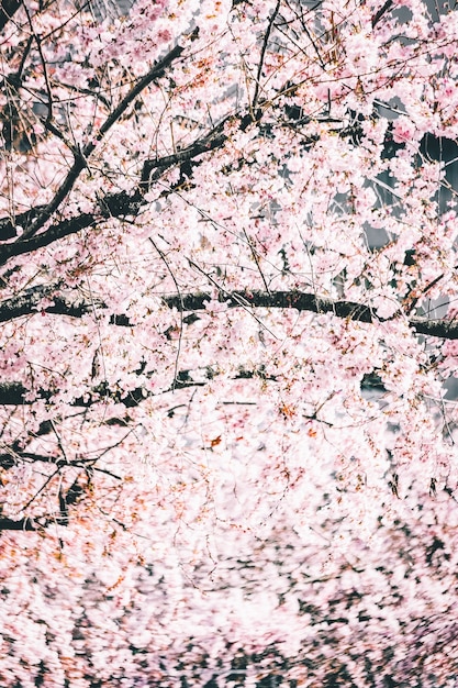 Hermosas ramas con flores de cerezo contra el cielo brillante