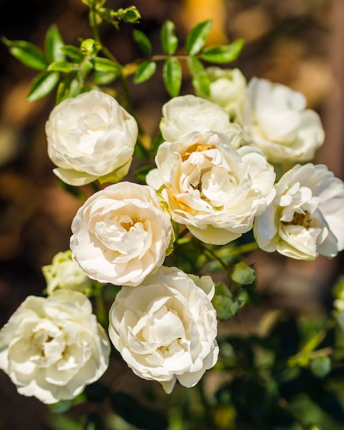 Hermosas rosas blancas florecientes en jardín