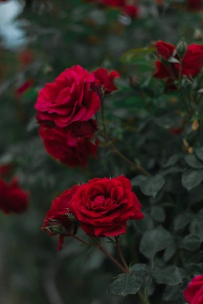 Hermosas rosas de jardín florecidas rojas