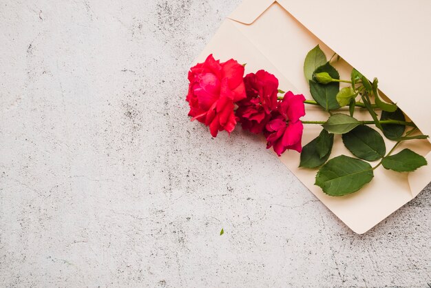 Hermosas rosas rojas en el sobre abierto sobre fondo blanco grunge