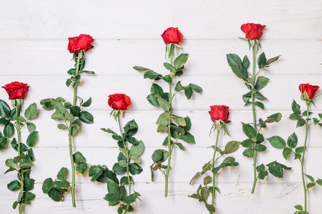 Hermosas rosas rojas