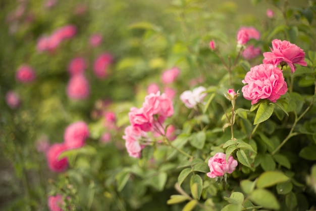 Foto gratuita hermosas rosas rosadas.