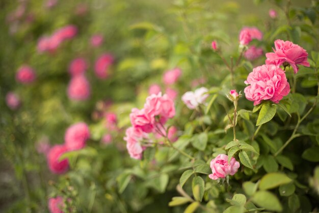 Hermosas rosas rosadas.