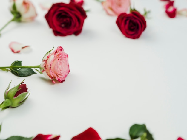 Foto gratuita hermosas rosas sobre fondo liso