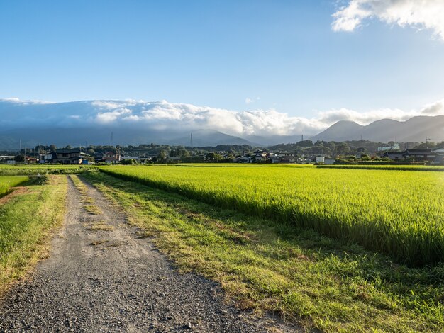 Hermosas tierras de cultivo en Matsuda, Kanagawa, Japón