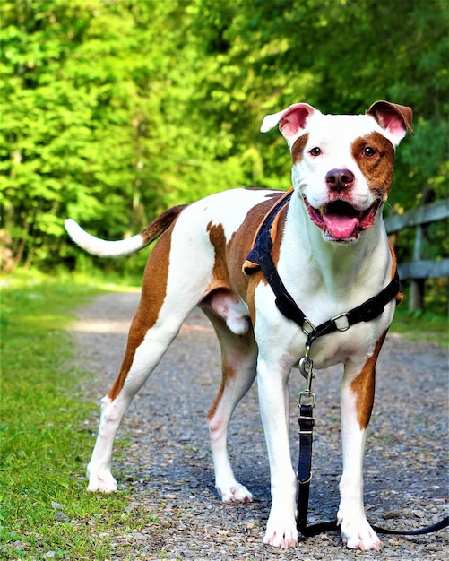 Hermoso y adorable pitbull parado en el suelo