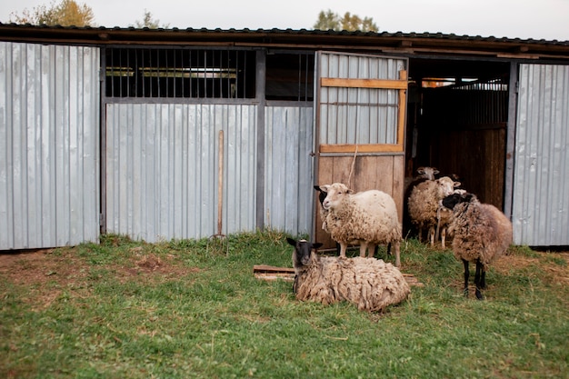 Hermoso agricultor en otoño