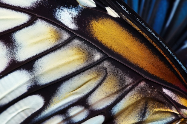El hermoso ala de mariposa de cerca