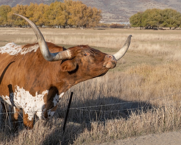 Hermoso animal sobre paisaje