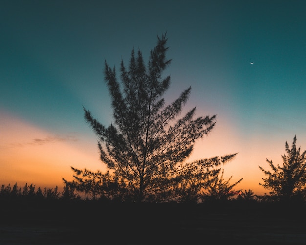 Hermoso árbol alto en un campo con una increíble puesta de sol