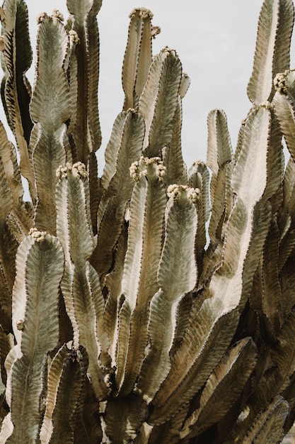 Hermoso árbol de cactus grande con largas ramas puntiagudas y fruta floreciente en ellos