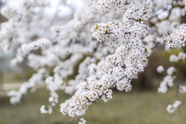 Hermoso árbol floreciente