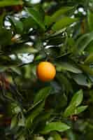 Foto gratuita hermoso árbol con frutas naranjas maduras