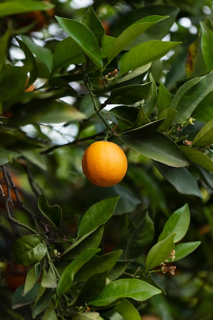 Hermoso árbol con frutas naranjas maduras