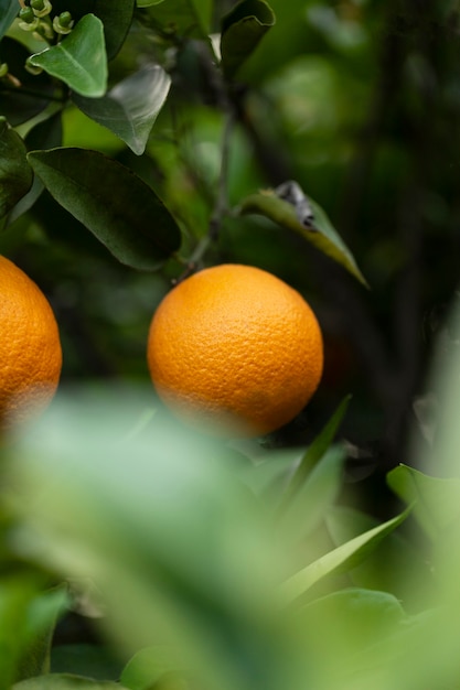 Foto gratuita hermoso árbol con frutas naranjas maduras