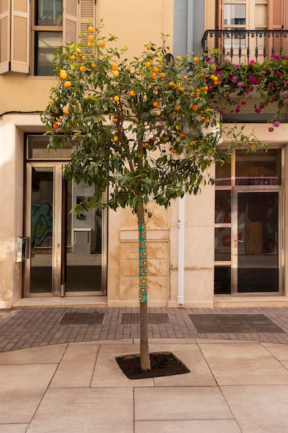 Hermoso árbol con frutas naranjas maduras