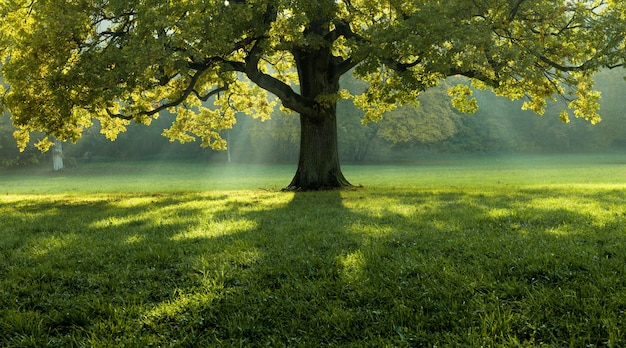 Hermoso árbol en medio de un campo cubierto de hierba con la línea de árboles en el fondo