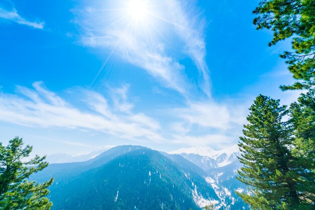 Hermoso árbol y las montañas cubiertas de nieve paisaje Cachemira estado, India