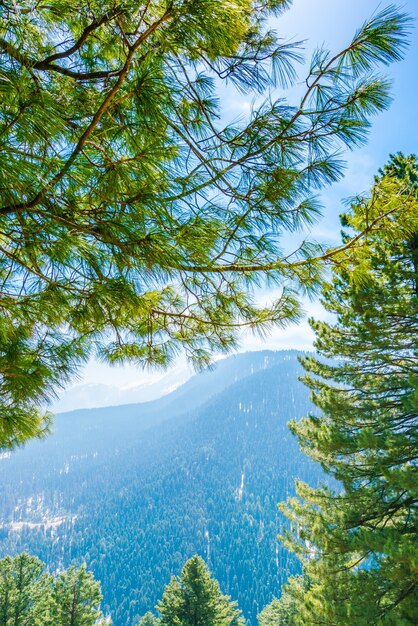 Hermoso árbol y las montañas cubiertas de nieve paisaje Cachemira estado, India