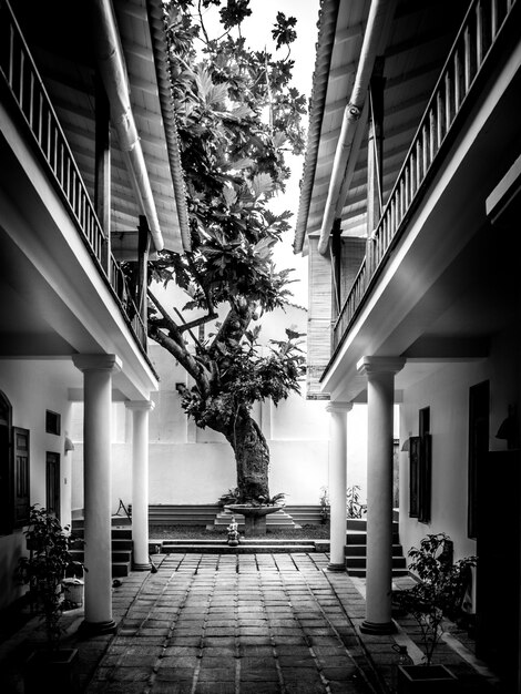 Un hermoso árbol en un patio trasero.