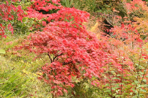 Hermoso árbol rojo