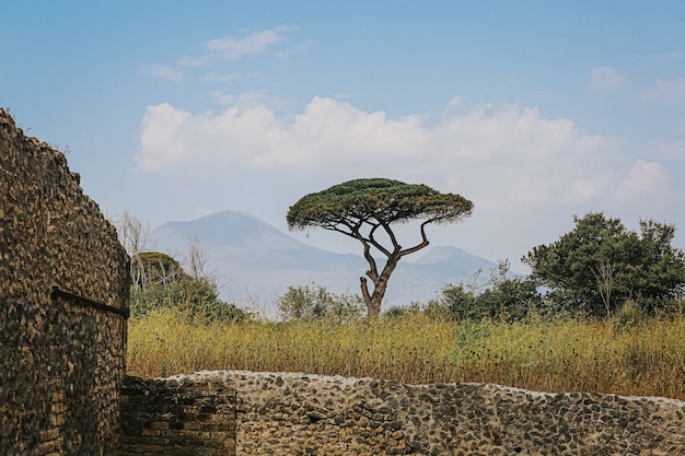 Hermoso árbol en las ruinas arqueológicas de Pompeya y Herculano