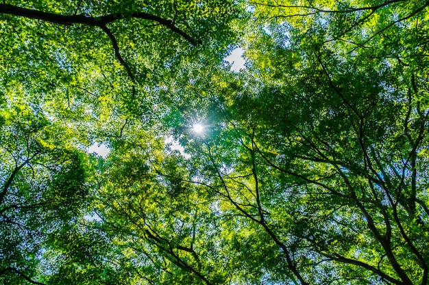 Hermoso árbol verde y hoja en el bosque con sol