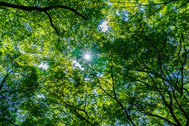 Hermoso árbol verde y hoja en el bosque con sol