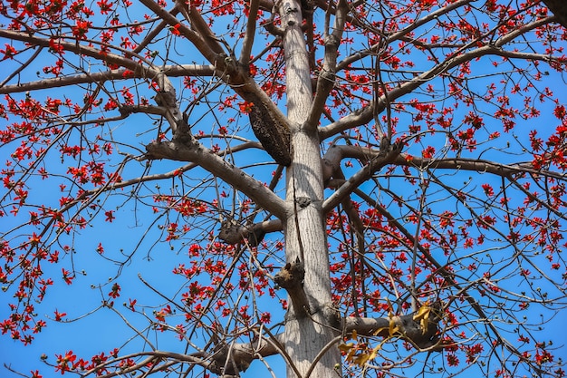 Hermoso árbol