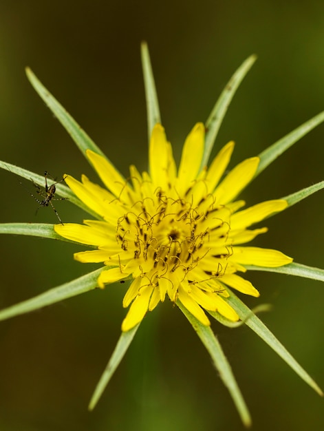 Hermoso arreglo de flores amarillas