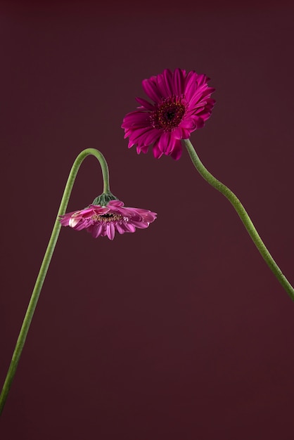 Foto gratuita hermoso arreglo de flores de gerbera