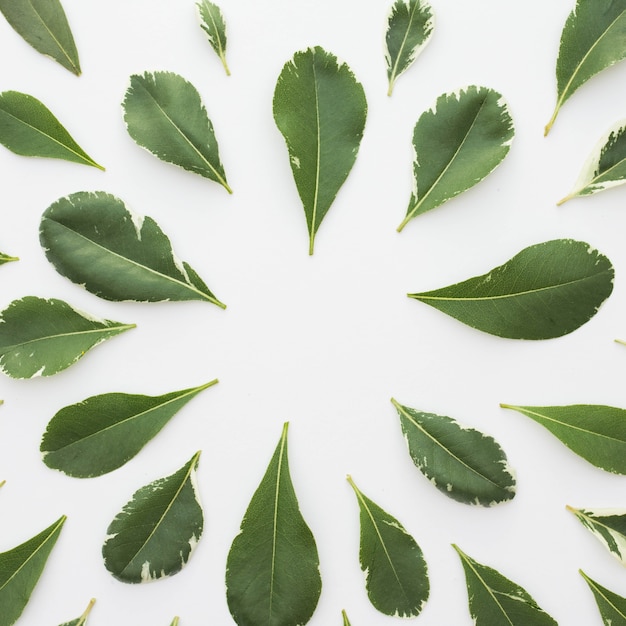 Hermoso arreglo de hojas verdes sobre fondo blanco
