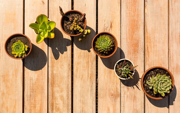 Hermoso arreglo de plantas en macetas