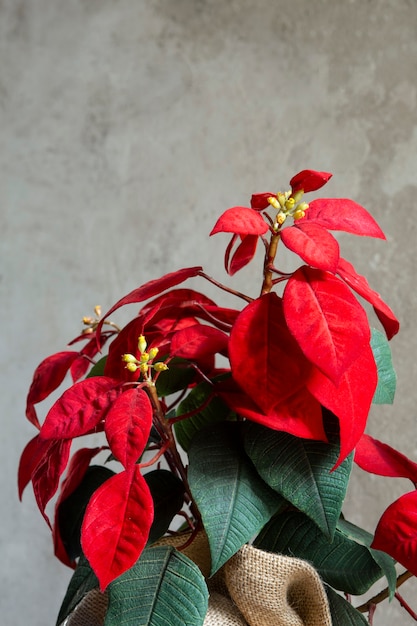 Hermoso arreglo de poinsettia rojo