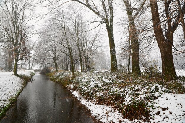 Hermoso arroyo atravesando la orilla cubierta de hierba y árboles cubiertos de nieve