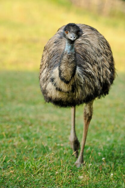 Hermoso avestruz en estado salvaje