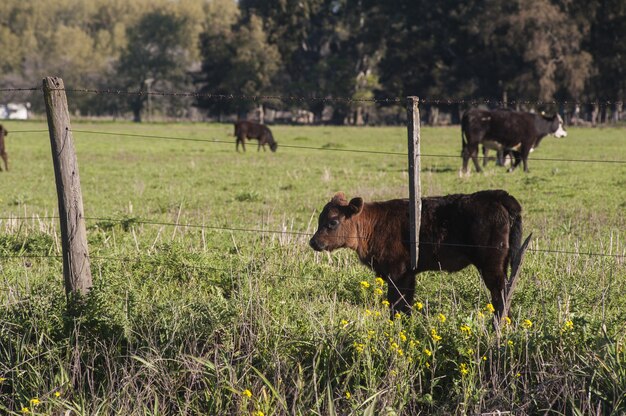 Hermoso becerro marrón de pie en el campo verde detrás de la cerca