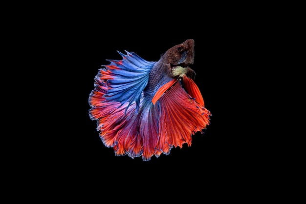 Foto gratuita hermoso betta splendens azul y rojo de media luna, pez luchador siamés o pla-kat en peces populares tailandeses en acuarios.