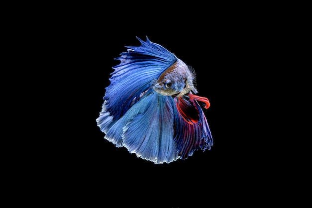 Hermoso Betta splendens azul y rojo de media luna, pez luchador siamés o Pla-kat en peces populares tailandeses en acuarios.